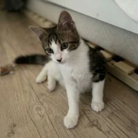 Blini et bond, duo à l'adoption #5
