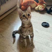 Blini et bond, duo à l'adoption #6