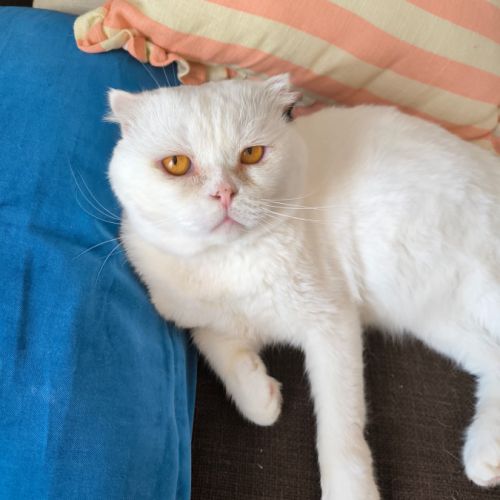 Nestor,  2,5 ans, un amour de chat typé scottish f #1