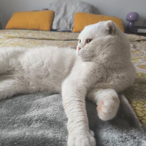 Nestor,  2,5 ans, un amour de chat typé scottish f