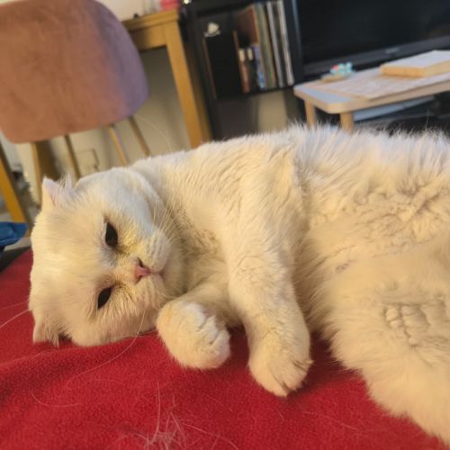 Nestor,  2,5 ans, un amour de chat typé scottish f #4