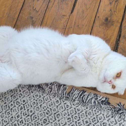 Nestor,  2,5 ans, un amour de chat typé scottish f #5
