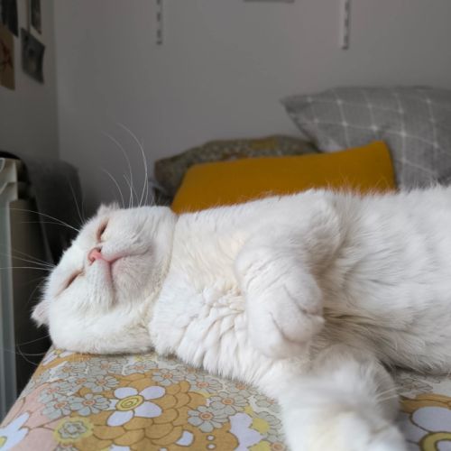 Nestor,  2,5 ans, un amour de chat typé scottish f #6