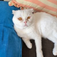 Nestor,  2,5 ans, un amour de chat typé scottish f #1