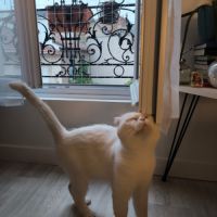 Nestor,  2,5 ans, un amour de chat typé scottish f #2