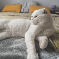Nestor,  2,5 ans, un amour de chat typé scottish f #0