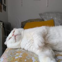 Nestor,  2,5 ans, un amour de chat typé scottish f #6