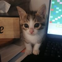Kelly une chatonne au coeur tendre