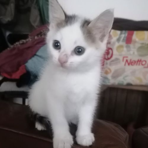 Jill une chatonne au coeur tendre