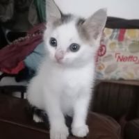 Jill une chatonne au coeur tendre