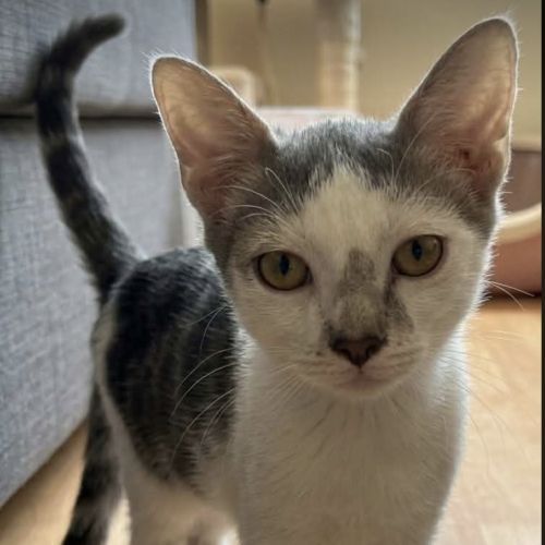 Tonnerre cherche sa famille pour la vie