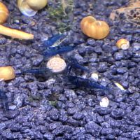 🦐 neocaridina #1