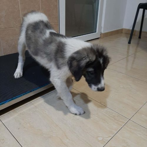 Dodo bébé trouvé errant en roumanie #1