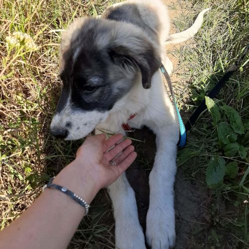 Dodo bébé trouvé errant en roumanie #2