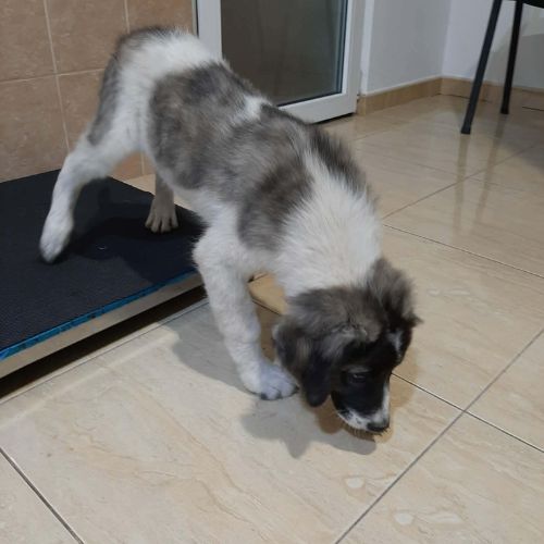 Dodo bébé trouvé errant en roumanie #7
