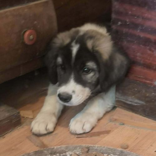Dodo bébé trouvé errant en roumanie