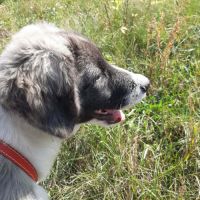 Dodo bébé trouvé errant en roumanie #4