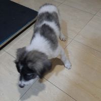 Dodo bébé trouvé errant en roumanie #5