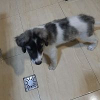 Dodo bébé trouvé errant en roumanie #6
