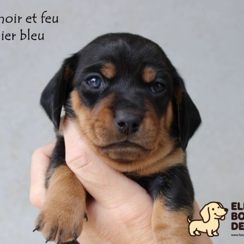 Chiots teckels à poils ras à réserver #2