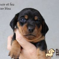 Chiots teckels à poils ras à réserver #2