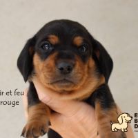 Chiots teckels à poils ras à réserver