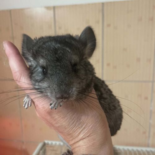 Mâle et femelle chinchilla