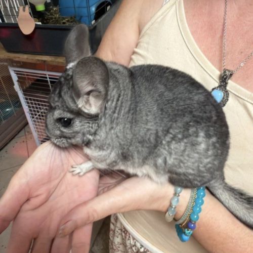 Mâle et femelle chinchilla #2