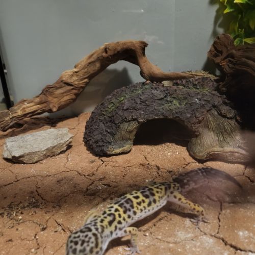 Gecko léopard mack show mâle avec terrarium