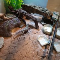 Gecko léopard mack show mâle avec terrarium #1