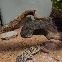 Gecko léopard mack show mâle avec terrarium #0