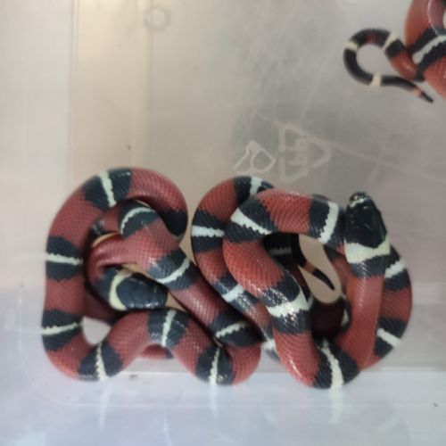 Lampropeltis sinaloae #2