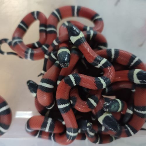 Lampropeltis sinaloae