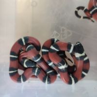 Lampropeltis sinaloae #2