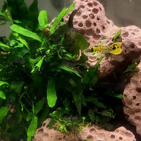 Guppy yellow tiger endler