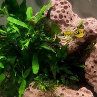 Guppy yellow tiger endler