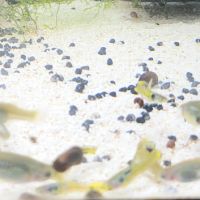Guppy yellow tiger endler #2