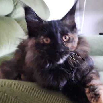 Beckie coondumaine chaton de race maine coon #1