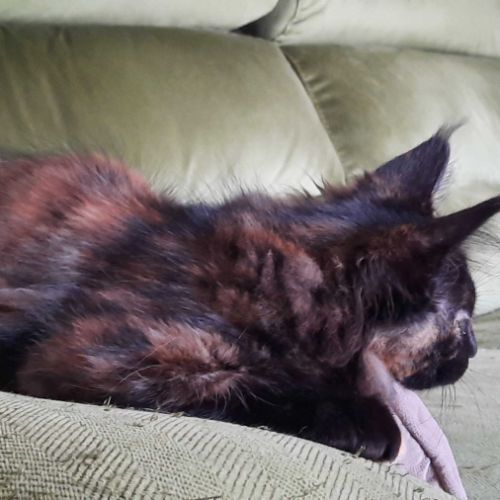 Beckie coondumaine chaton de race maine coon #3