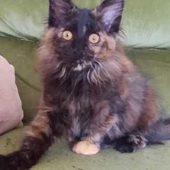 Beckie coondumaine chaton de race maine coon