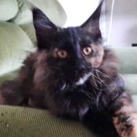 Beckie coondumaine chaton de race maine coon #1