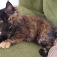 Beckie coondumaine chaton de race maine coon #2