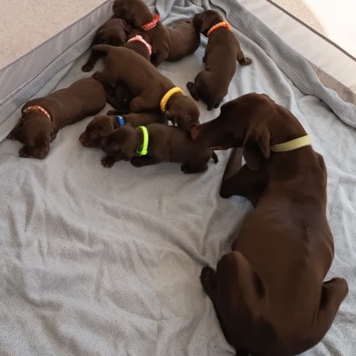 Chiots braque allemand a réserver #2