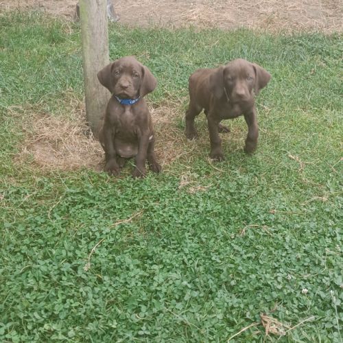 Chiots braque allemand a réserver #6