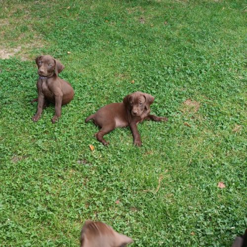 Chiots braque allemand a réserver #7