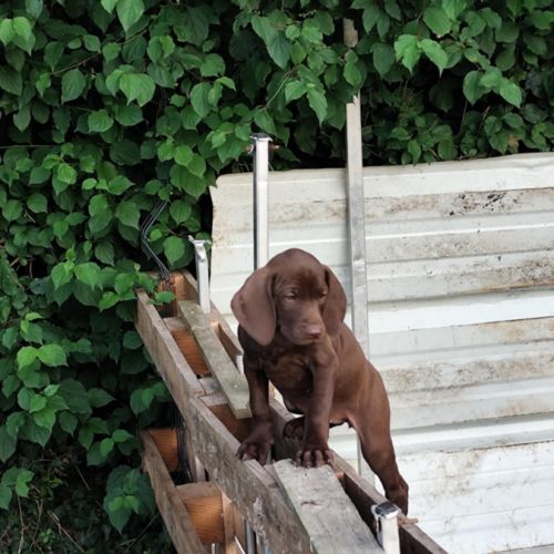 Chiots braque allemand a réserver #10