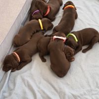 Chiots braque allemand a réserver #1