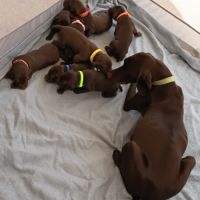 Chiots braque allemand a réserver #2