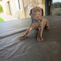 Chiots braque allemand a réserver