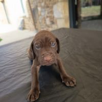 Chiots braque allemand a réserver #4